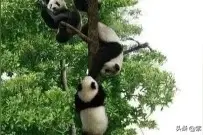 这个树值钱图片