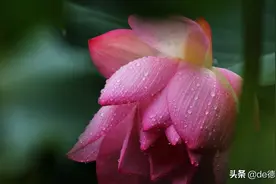 荔湾湖 荷花盛放图片