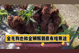 金毛狗是种中药材，把它做成盆景观赏价值非要高，还有更多好处视频封面