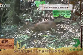 【遇到“邻居”当然要……】在湖北五峰后河国家级自然保护区视频封面