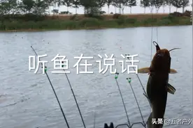 你们有听过这种鱼的叫声吗？动听极了！视频封面