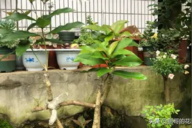 小伙三月嫁接的桂花成活了，嫁接方法很简单，只等八月桂花香了视频封面