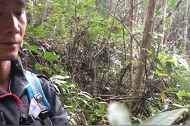 难得一遇的野生药材，名字叫做（七叶一枝花）这个药材有很多用处视频封面