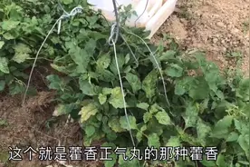 广东高州大叔承包了几十亩田，专门种植药材藿香，你们认识吗视频封面