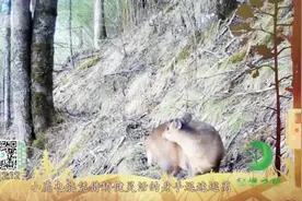 【艰难的求生之道】对小麂而言视频封面