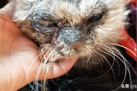 捡了一只可怜的(瞎眼睛)猫咪，已经带它看了医生。图片