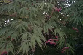 叶红似花，月季初绽，落日镕金图片