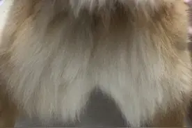 如何给狗狗挤肛门腺