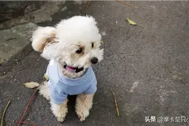 耳朵竖的像天线，信号连接成功图片