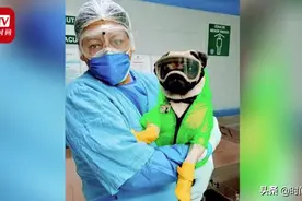 墨西哥派三岁独眼狗狗看望抗疫医护：减压效果超赞视频封面