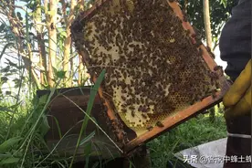 蜜蜂中蜂一箱能产多少蜜