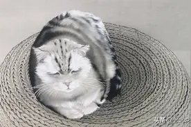 《我就是我》———罗寒蕾图片