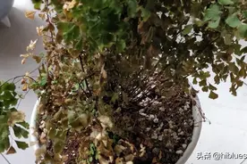 蕨类植物叶子发黄干枯是怎么回事，请大神帮看下，能否挽救?图片