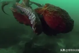 巨型章鱼产卵10万枚，精心呵护，六个月不进食图片