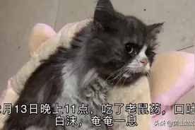 在这不便外出的时期，咪咪吃了老鼠药快不行了，我们只能在家自救视频封面
