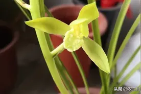蕙兰经典名品素花图片