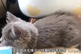 布偶猫和蓝猫生出的崽长这样，漂亮温顺又可爱！视频封面