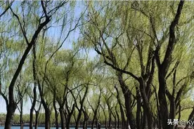 春日颐和园美景图片