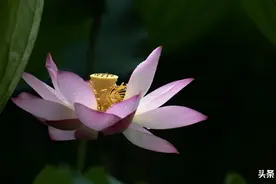 荷花（广州市荔湾湖公园）图片