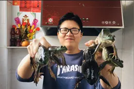 10块钱买了5只牛蛙，连皮带肉一起红焖了，蛙皮软糯，非常下饭