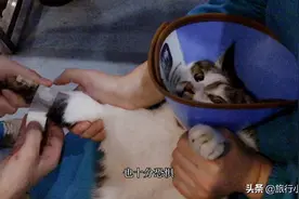小猫得了肛门腺，破了很大一个洞视频封面