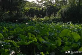 许多年前的夏天，我和你走在一起图片