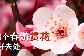 8个春游赏花好去处，你家的花开了吗？视频封面