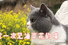 第一次带猫咪看油菜花是什么反应？视频封面