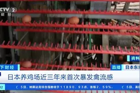 【扑杀33万只鸡，#日本养鸡场暴发禽流感#，视频封面