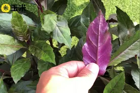 一点植物学之紫背天葵视频封面