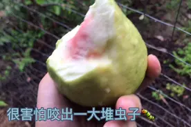果园里的番石榴熟了，有什么办法能让番石榴不长虫子吗？视频封面