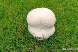 可爱的“汉堡包”图片