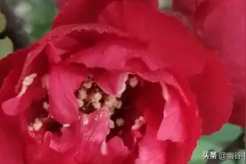 草树知春不久归，百般红紫斗芳菲。图片