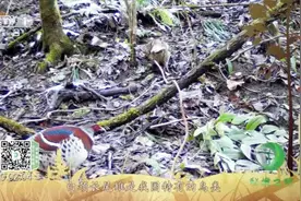【我轻轻地来，悄悄地走】白颈长尾雉生性胆怯而机警视频封面
