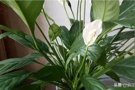 花开两瓣的一帆风顺图片