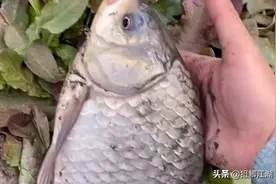 寒冷的冬天，却是垂钓鲫鱼的黄金季节。视频封面