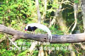 珍稀鸟类频频现身福建君子峰国家自然保护区视频封面