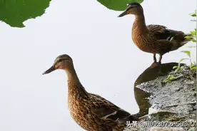 6.18的颐和园图片