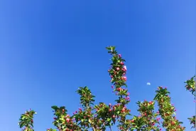 春暖花开 争奇斗艳 娇艳欲滴的海棠树上挂明月美景难得一见视频封面