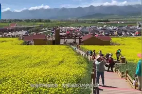 【#高原夏日油菜花#怎么这么好看】门源县是青海省的油菜花基地视频封面