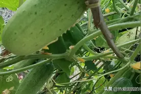 黄瓜一家四代同堂。请大家看看到底有几条黄瓜？图片