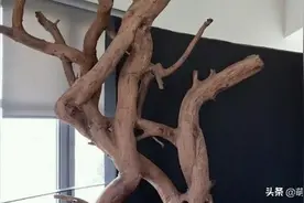 不错的猫架图片