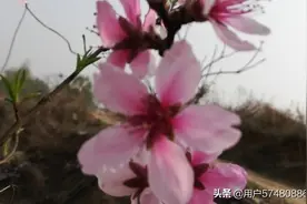 桃花朵朵开图片