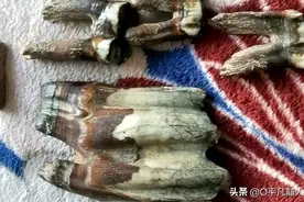 谁知道这是什么动物的牙齿。图片