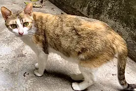 流浪小猫被抱走后，母猫声嘶力竭地呼唤，懂得向人求助帮忙寻找视频封面