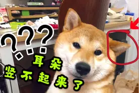 急呐！柴犬狗狗的一只耳朵突然竖不起来了，有人知道怎么回事吗？视频封面