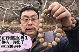 这一串18颗手持，是村后山上野生楸子，这颗树多年生长在石缝里视频封面
