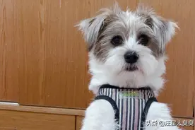 每天早上狗狗都是这样等我起床的 但是今天他好像心情不是很好视频封面