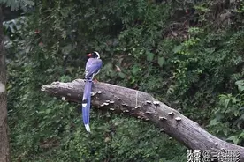 万绿丛中，一只红嘴蓝鹊图片