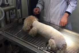 急诊，主人剪伤自家狗，皮开肉绽，流血不止。送医院紧急手术。视频封面